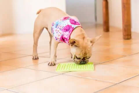 Pies jedzący mokrą karmę z zielonej maty LickiMat PLAYDATE na kafelkowej podłodze, ułatwiającej podawanie posiłków.