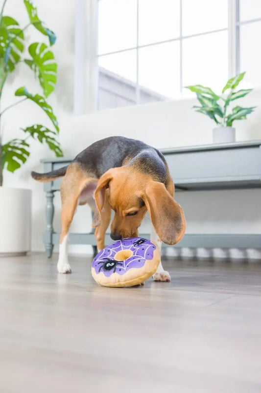 Beagle bawi się pluszowym pączkiem z pajęczynowym wzorem od Huxley & Kent. Idealna zabawka na Halloween.