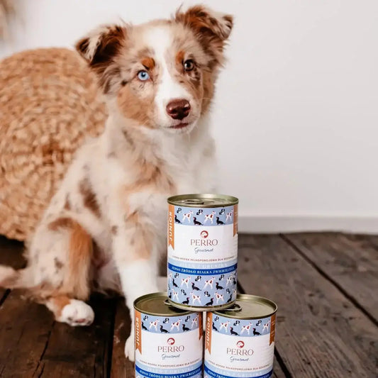 Alt Tag: Piesek stojący obok trzech puszek mokrej karmy dla szczeniąt PERRO Gourmet z jeleniem i gruszką na drewnianej podłodze.